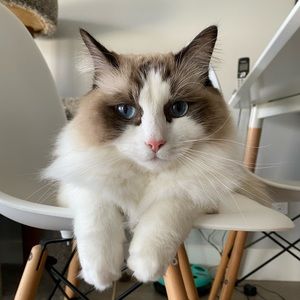 Meet your Posher, Paige